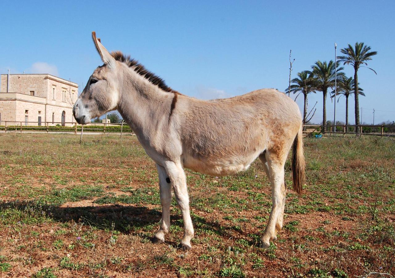Masseria Galatea Agriturismo Alessano Exterior photo